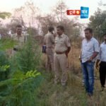 धर्माबाद पोलिसांची कारवाई : शेतात गांजाची लागवड करणारा इसम अटकेत, १.४३ लाखांचा मुद्देमाल जप्त